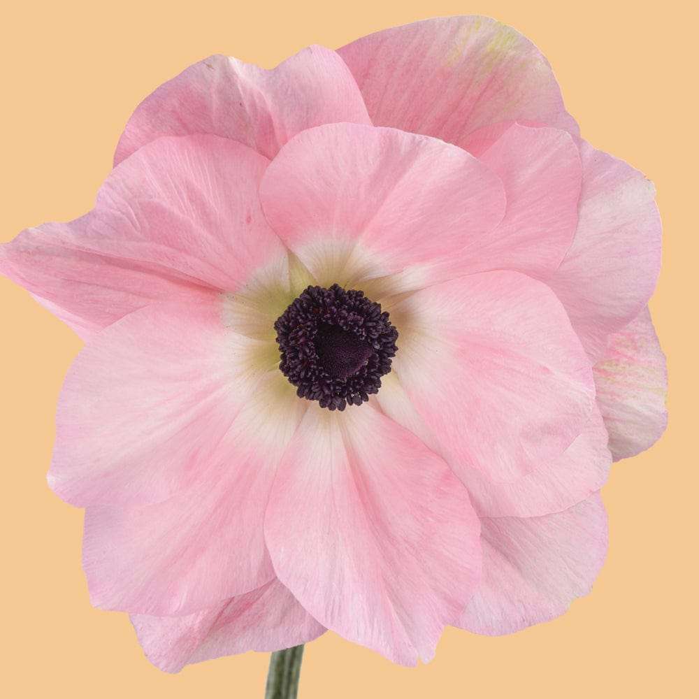 Anemone 'Mistral® Rosa Chiaro'